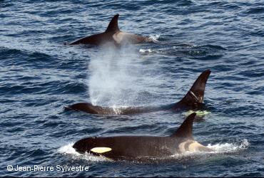 Mammifères marins / <i>Orcinus orca</i>