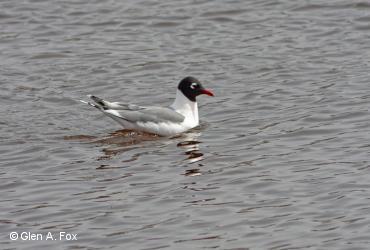 ᑕᕆᐅᑉ ᑎᖕᒥᐊᖏᑦ / <i>Larus pipixcan</i>