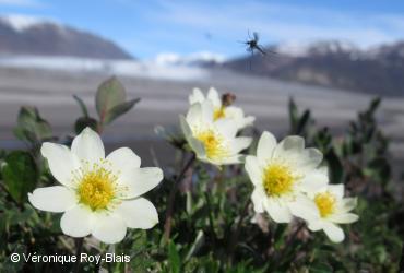 Rosaceae / <i>Dryas integrifolia subsp. integrifolia</i>