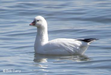 Geese / <i>Chen rossii</i>