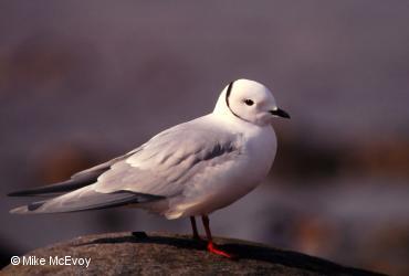 Oiseaux de mer / <i>Rhodostethia rosea</i>