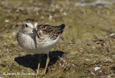 Shorebirds / <i>Calidris minutilla</i>