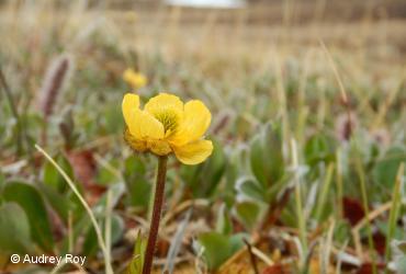 Ranunculaceae / <i>Ranunculus arcticus</i>