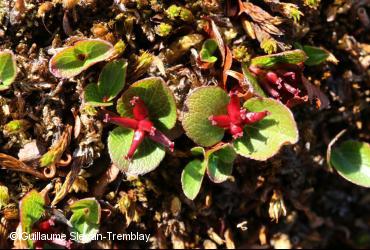 Salicaceae / <i>Salix herbacea</i>