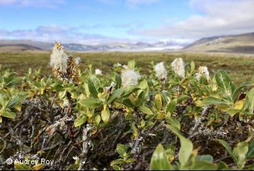 Salicaceae / <i>Salix richardsonii</i>