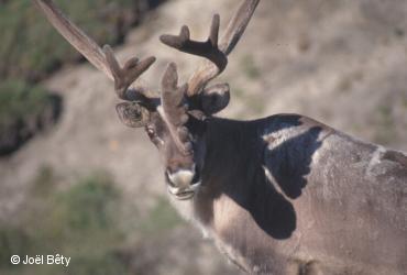 Mammifères terrestres / <i>Rangifer tarandus</i>