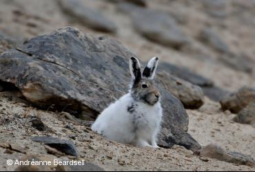 Mammifères terrestres / <i>Lepus arcticus</i>