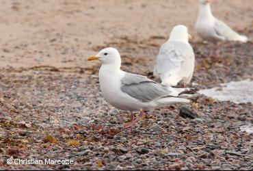 Oiseaux de mer / <i>Larus glaucoides thayeri</i>