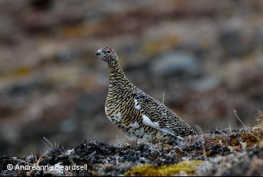 Other birds / <i>Lagopus mutus</i>