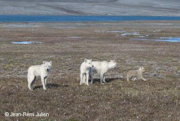 ᓄᓇᒥᐅᑕᑦ ᓂᔾᔪᑏᑦ ᒥᖅᑯᓕᑦ / <i>Canis lupus</i>