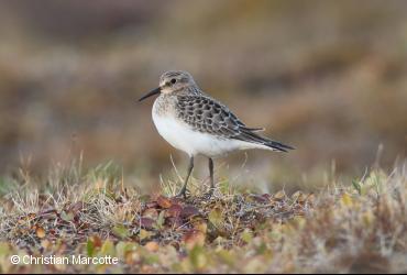 ᓯᒡᔭᕆᐊᕋᔭᑦ / <i>Calidris bairdii</i>