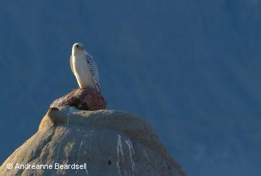 ᓄᓇᒥ ᓂᕿᑐᖅᑏᑦ ᑎᖕᒥᐊᖏᑦ / <i>Falco rusticolus</i>