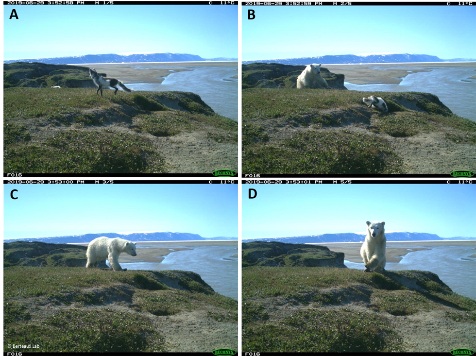 Arctic fox vs polar bear