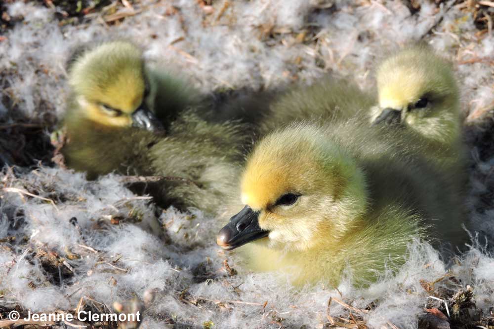 Goslings in nest - Jeanne Clermont