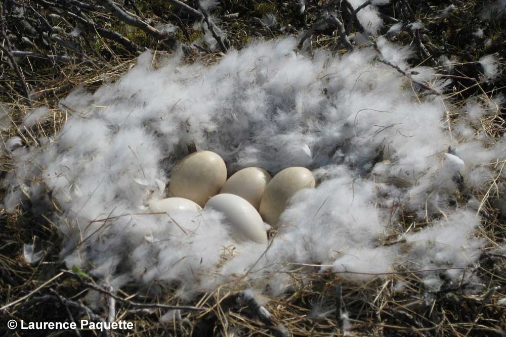 Greater snow goose nest - Laurence Paquette