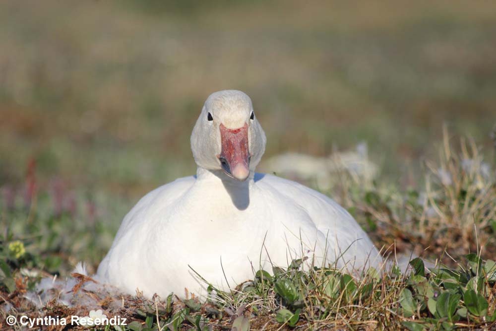 Greater snow goose on nest - Cynthia Reendiz