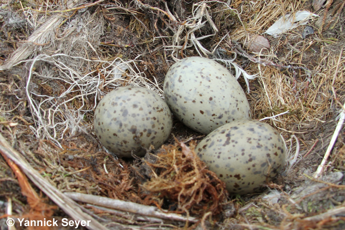 Glaucous gull eggs - Yannick Seyer