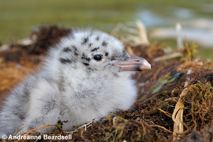 Young glaucous gull - Andréanne Beardsell
