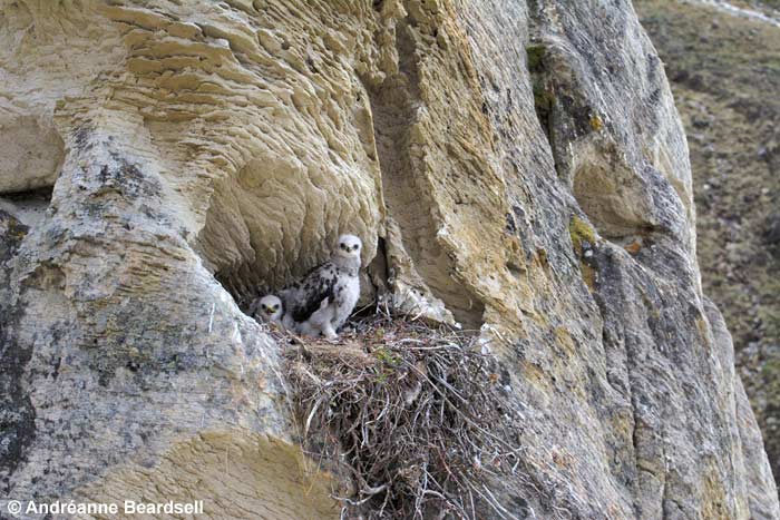 Rough-legged hawk nesting site - Andréanne Beardsell
