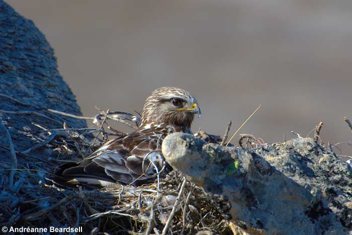 Rough-legged hawk on nest - Andréanne Beardsell