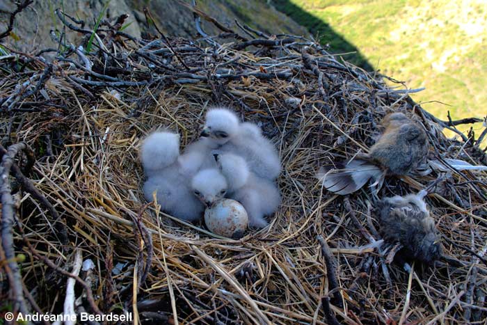 Rough-legged hawk eggs and young - Andréanne Beardsell