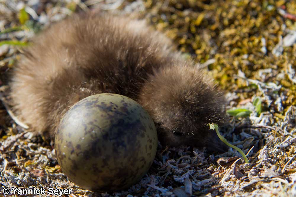 Long-tailed jaeger egg and young - Yannick Seyer