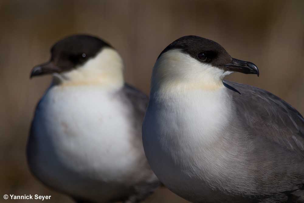 Pair of long-tailed jaeger - Yannick Seyer