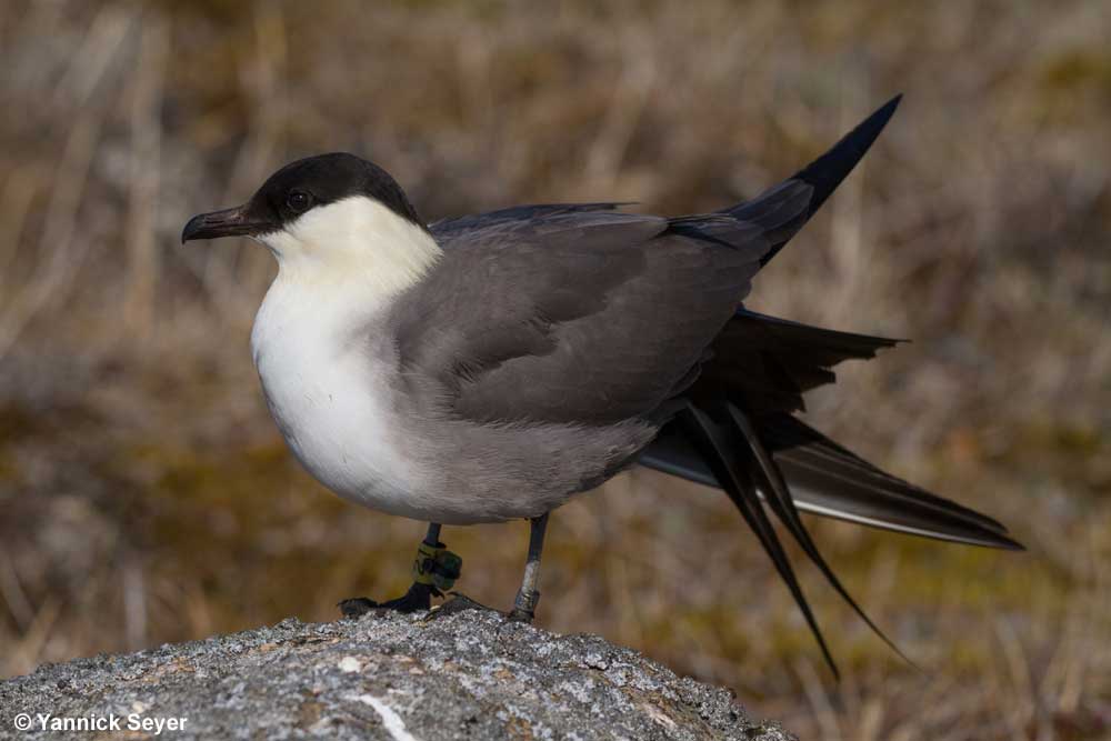 Long-tailed jaeger with geolocator - Yannick Seyer
