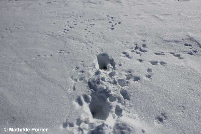 Site of a fox attack on a lemming hidden under the snow - Mathilde Poirier