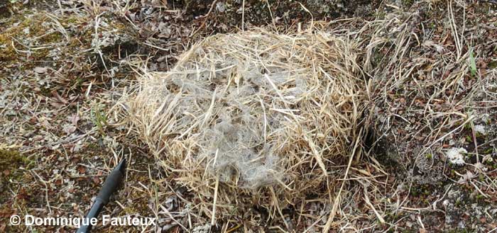 Lemming winter nest - Dominique Fauteux