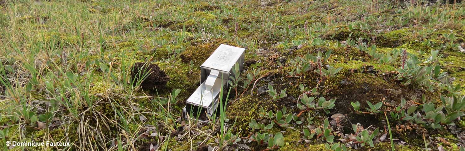 Live trap use to monitor the abundance of lemmings on Bylot Island - Dominique Fauteux