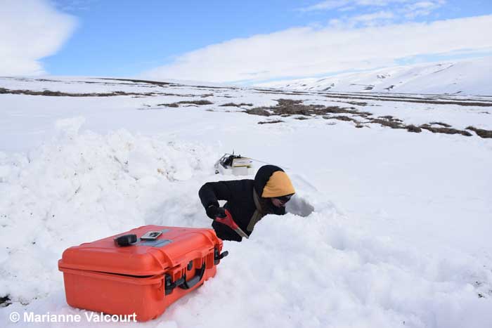 Researcher digging a snow pit - Marianne valcourt