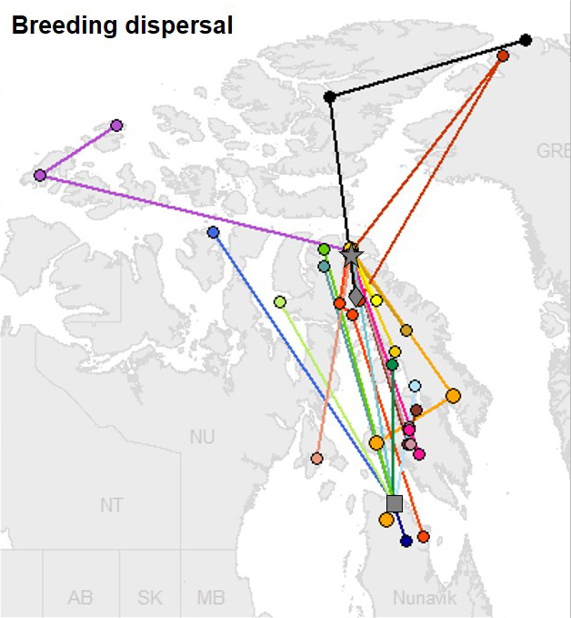 Breeding dispersal of adult snowy owls.
