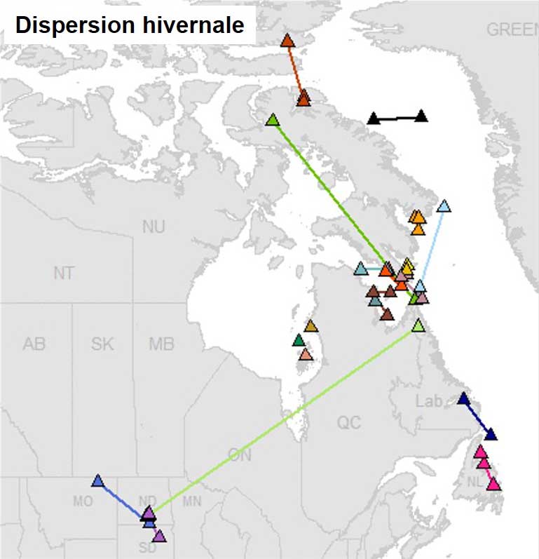 Wintering dispersal of adult snowy owls.