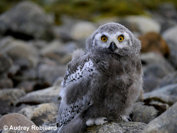 Juvenile snowy owl - Audrey Robillard