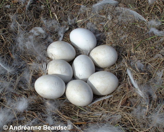 Snowy owl nest - Andréanne Beardsell