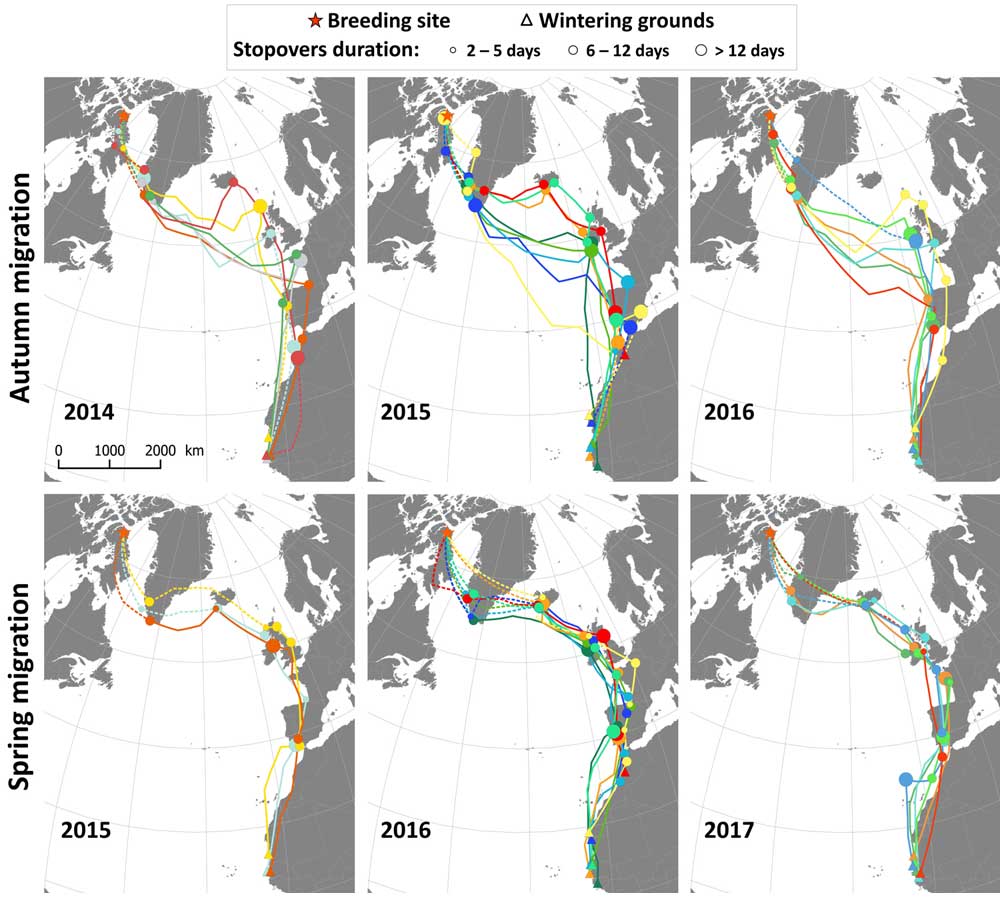 Migration routes of common ringed plover - Don‐Jean Léandri‐Breton