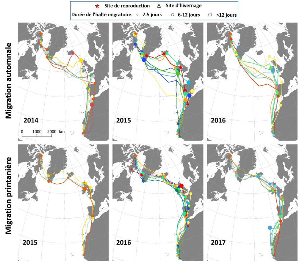 Migration routes of common ringed plover - Don‐Jean Léandri‐Breton