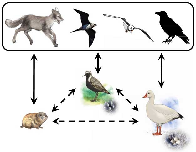 Indirect interactions between lemmings, geese and shorebirds - Jean François Lamarre