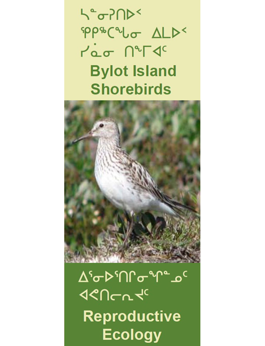 shorebirds2007
